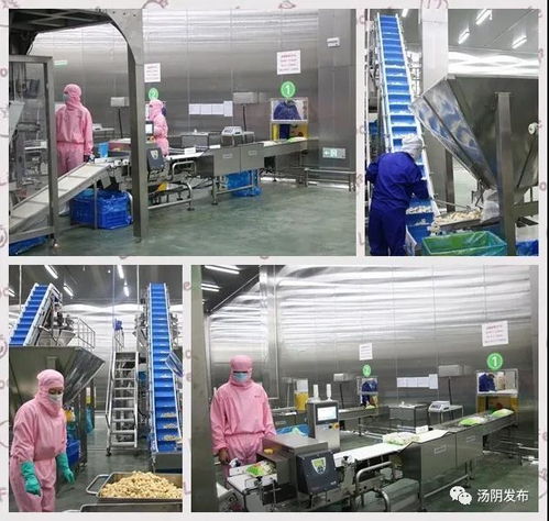 总投资3亿元 探秘汤阴这个 火锅厂